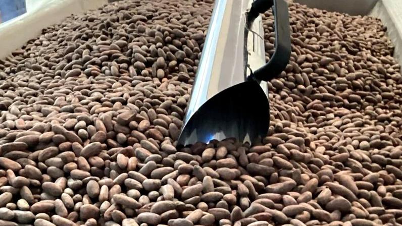 Cacau produzido na Bahia e transportado para a fábrica em São Paulo