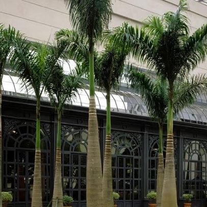 XP Malls investe R$ 608 milhões e amplia participação em cinco shoppings Iguatemi