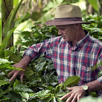 Vantagem inicial da Costa Rica pode mascarar desafio do EUDR