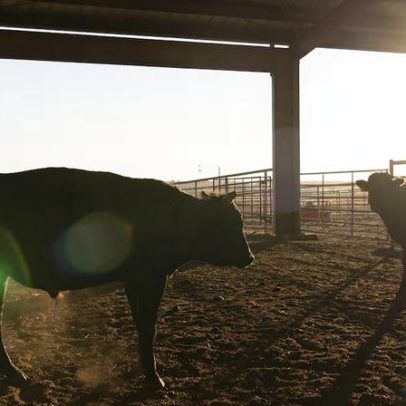 MBRF sob pressão do ciclo pecuário dos EUA; pior ficou para trás