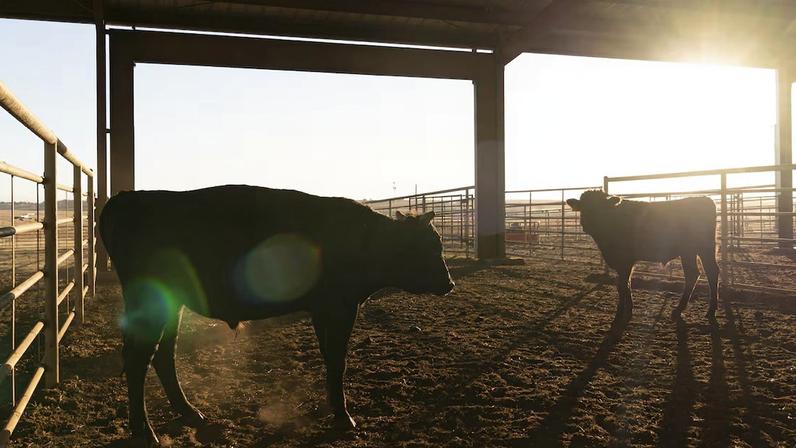 MBRF sob pressão do ciclo pecuário dos EUA; pior ficou para trás