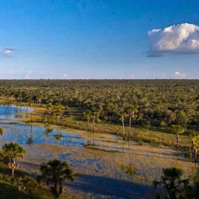 Pradarias e áreas úmidas perdem para agricultura 4x mais rápido que florestas
