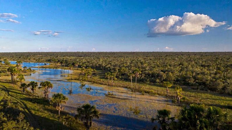 Pradarias e áreas úmidas perdem para agricultura 4x mais rápido que florestas