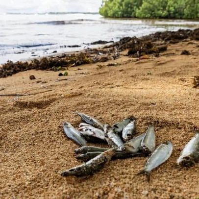Águas costeiras de Nova Irlanda, PNG, provocam mortes de peixes e doenças em humanos