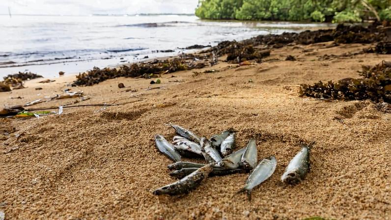 Águas costeiras de Nova Irlanda, PNG, provocam mortes de peixes e doenças em humanos