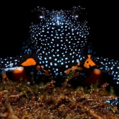 Dia Mundial das Rãs: nova espécie descrita em meio a ameaças aos anfíbios