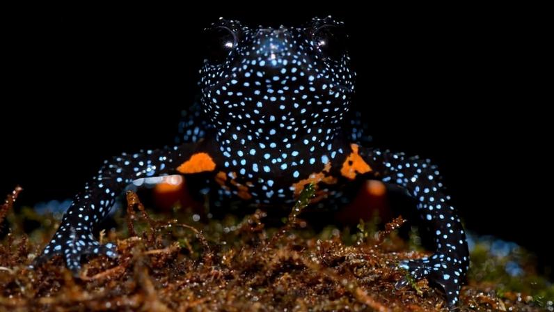 Galaxy frog in the Western Ghats, India. Photo courtesy of K.P. Rajkumar/ZSL.