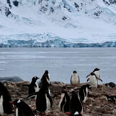 Label de sustentabilidade do krill antártico é questionado