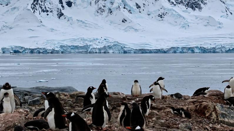 A colony of gentoo penguins (Pygoscelis papua) near the Antarctic Peninsula. Image courtesy of Rob Oo via Wikimedia (CC BY 3.0).