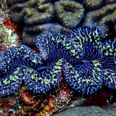 Proteção tradicional é mais eficaz para amêijoas em American Samoa