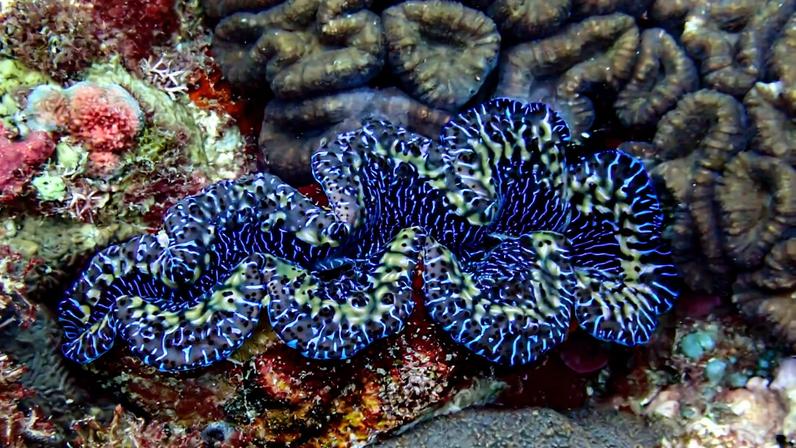 Giant clam in American Samoa