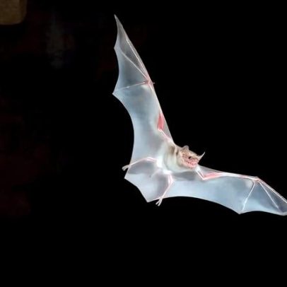 Ao crepúsculo, cientistas estudam morcegos nas cavernas do Quênia