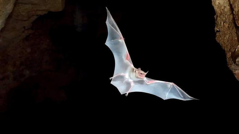 Ao crepúsculo, cientistas estudam morcegos nas cavernas do Quênia