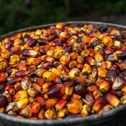 Fundo soberano global corta investimento na Bolloré por violações de direitos