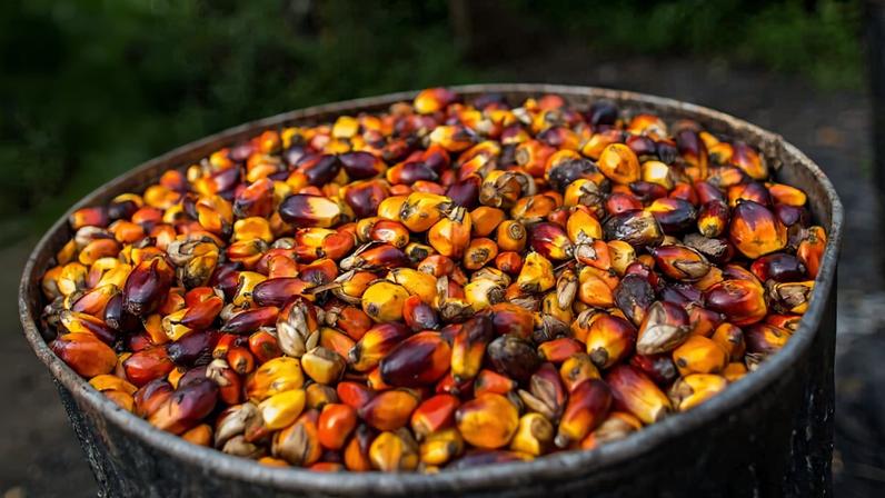 Fundo soberano global corta investimento na Bolloré por violações de direitos