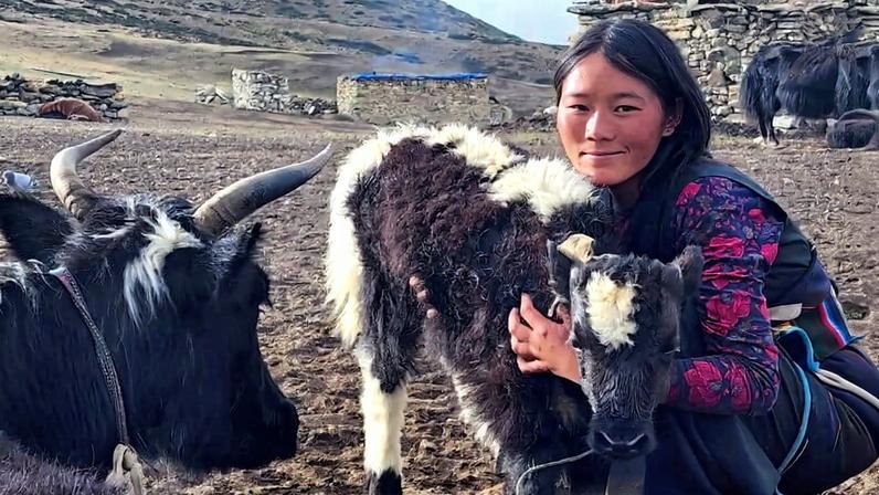 Mudanças climáticas afetam iaks selvagens e domesticados no Nepal
