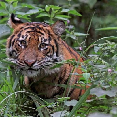 Protegendo tigres, salvamos muito mais, diz Debbie Banks