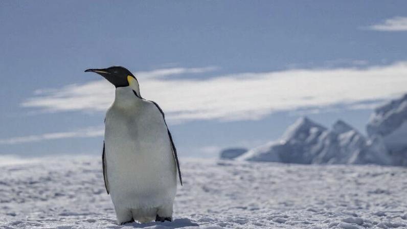 Emperor penguins rely heavily on sea ice and are estimated to lose 98% of their colonies by 2100 if sea ice continues to decline.