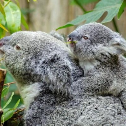 Pílulas de fezes e micróbios: estudos de microbioma animal ajudam conservação