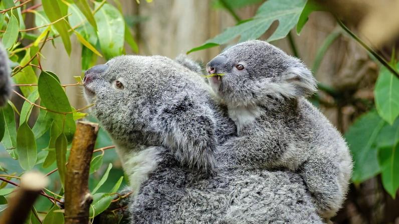 Pílulas de fezes e micróbios: estudos de microbioma animal ajudam conservação