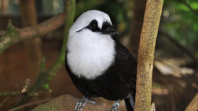 Tráfico de aves-canoras ameaça aves-mestre com extinção secundária aponta estudo
