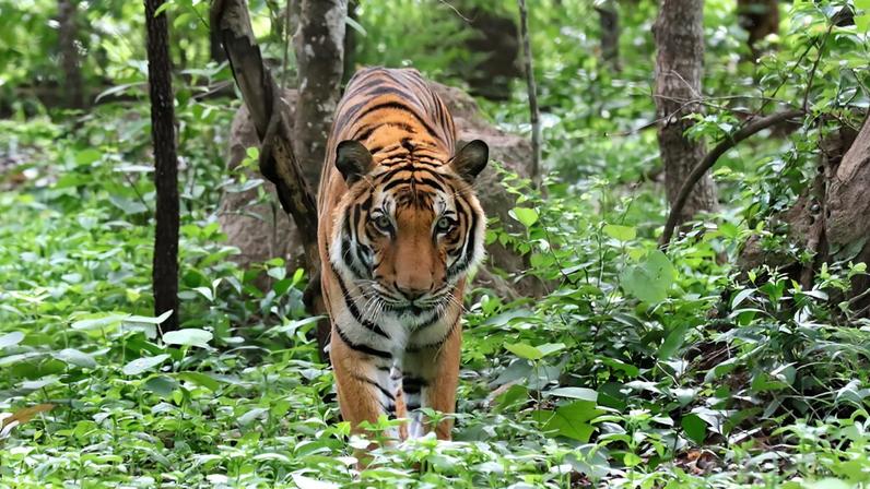 The Wild League transforma mascotes esportivos em defensores da conservação