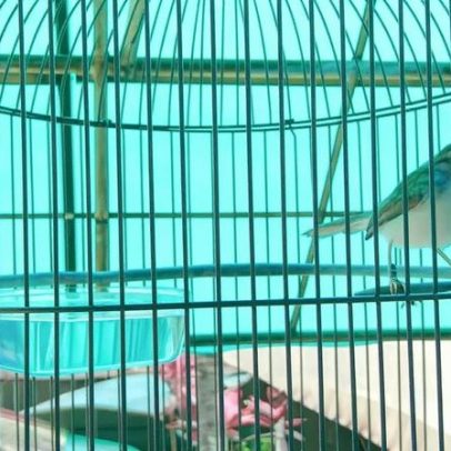 Ave desaparece das florestas da Indonésia por causa do canto