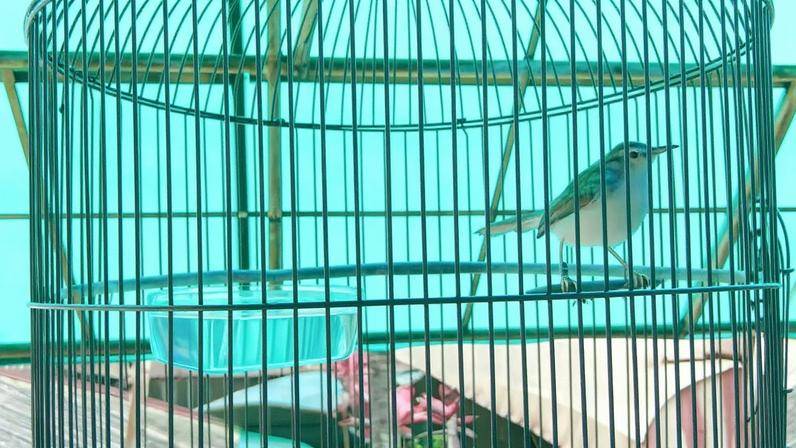 Ave desaparece das florestas da Indonésia por causa do canto