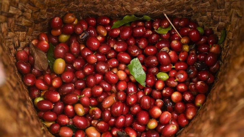 Império invisível do café enfrenta volatilidade de preços e reinvenção