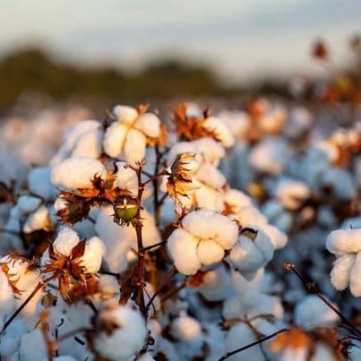 Projeto rastreia algodão de 1 milhão de peças, do campo à vitrine