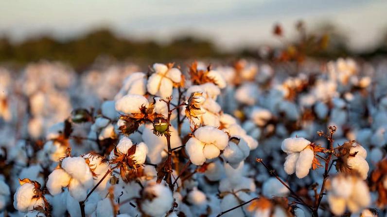 Projeto rastreia algodão de 1 milhão de peças, do campo à vitrine