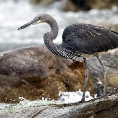 Conservacionistas locais seguem pesquisa de garça ameaçada em Myanmar instável