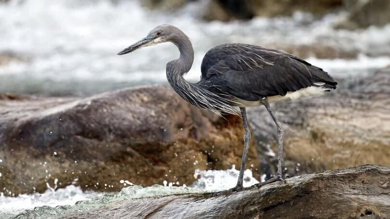 Conservacionistas locais seguem pesquisa de garça ameaçada em Myanmar instável