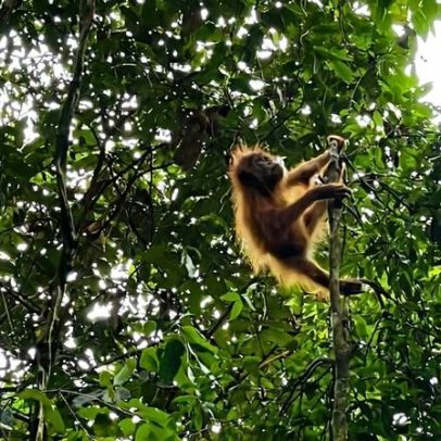 Casos de tráfico de orangotangos na Indonésia pedem mudança de abordagem