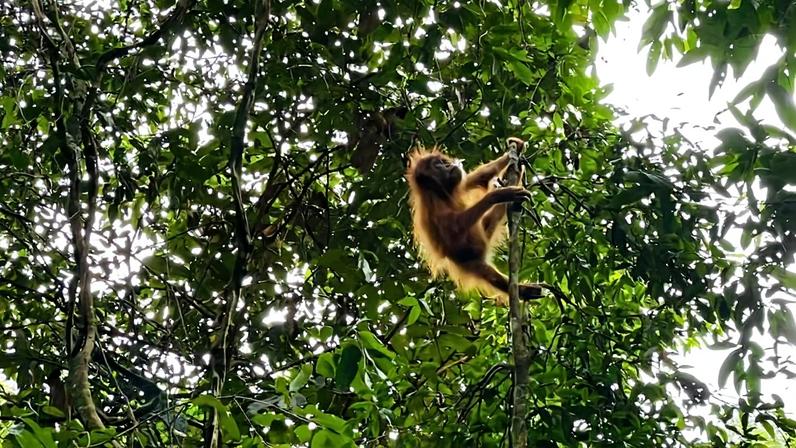 Casos de tráfico de orangotangos na Indonésia pedem mudança de abordagem