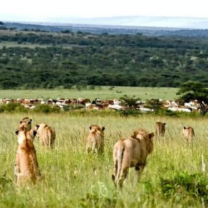 Estudo indica que gado afasta leões de pastagens no Quênia