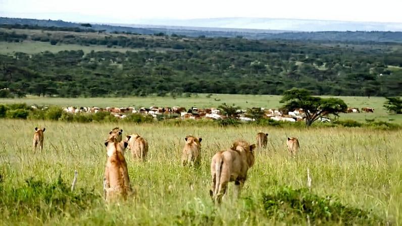 Estudo indica que gado afasta leões de pastagens no Quênia