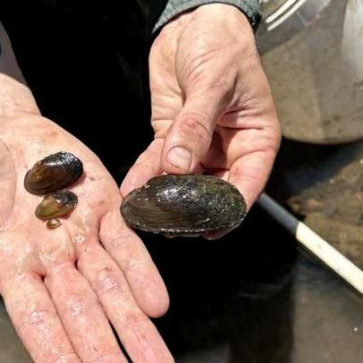 Represas e drenagens ajudam mexilhões ameaçados a ganhar tempo, diz estudo