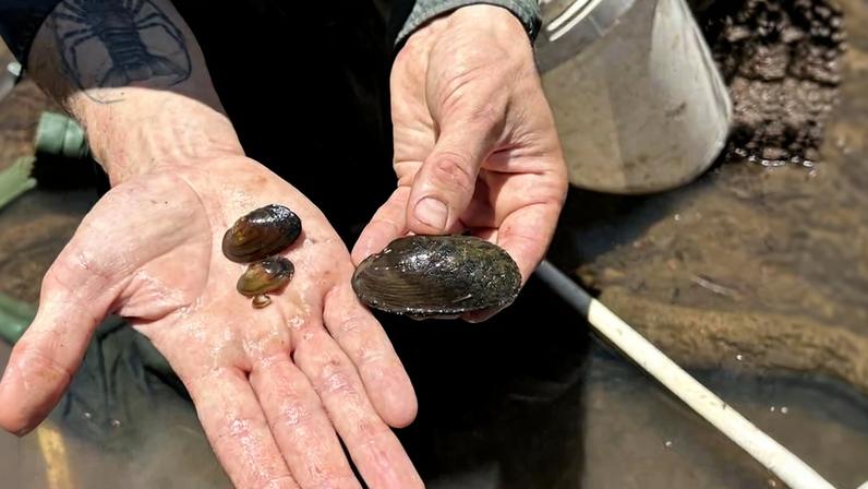 Represas e drenagens ajudam mexilhões ameaçados a ganhar tempo, diz estudo