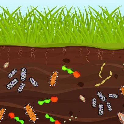 Óxido nitroso gerado pelo fertilizante pode afetar bactérias do solo