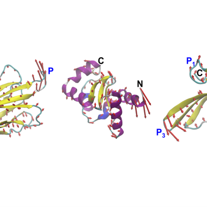 Engenheiros do MIT projetam proteínas pela dinâmica, não apenas pela forma