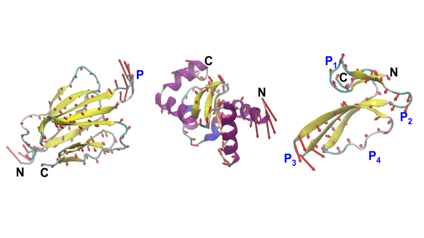 A new AI model called VibeGen allows scientists to target how a protein flexes, vibrates, and shifts between shapes in response to its environment, opening a new frontier in the design of molecular mechanics.