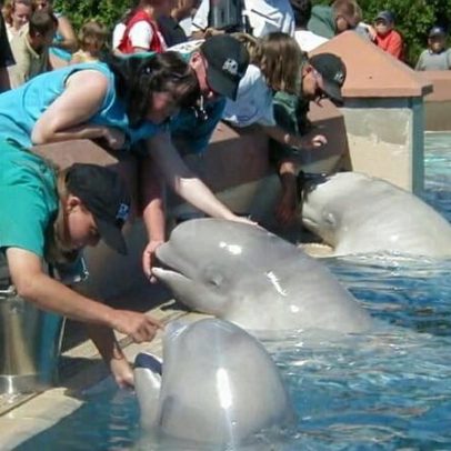 Belugas em parque temático canadense fechado podem encontrar novo lar nos EUA