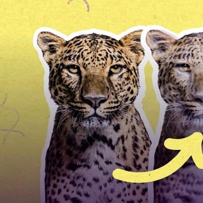 Jaguar criado em laboratório: a clonagem é solução para a extinção?