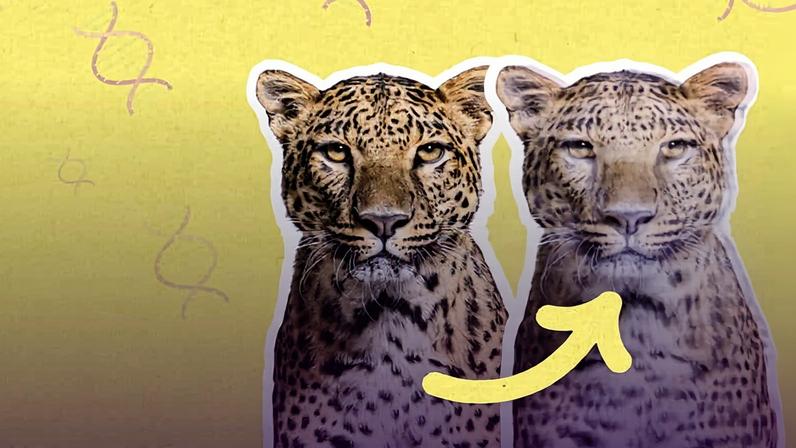 Jaguar criado em laboratório: a clonagem é solução para a extinção?