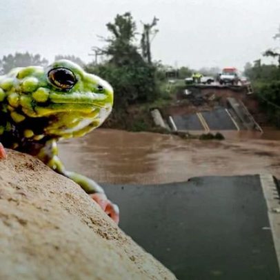 Em busca do sapinho que freou a barragem