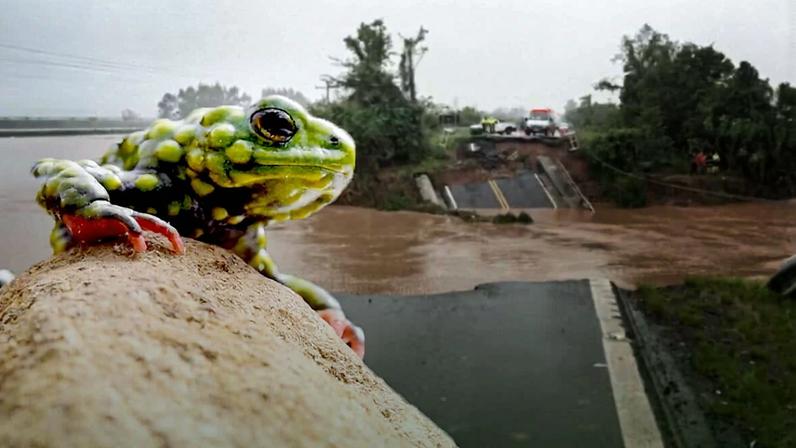 Em busca do sapinho que freou a barragem