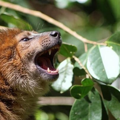 Goiaba invasiva domina florestas de Madagascar, com lêmures ajudando