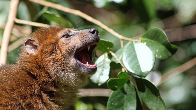 Goiaba invasiva domina florestas de Madagascar, com lêmures ajudando