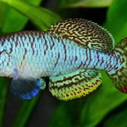 Mais de 300 espécies de água doce descritas em 2025